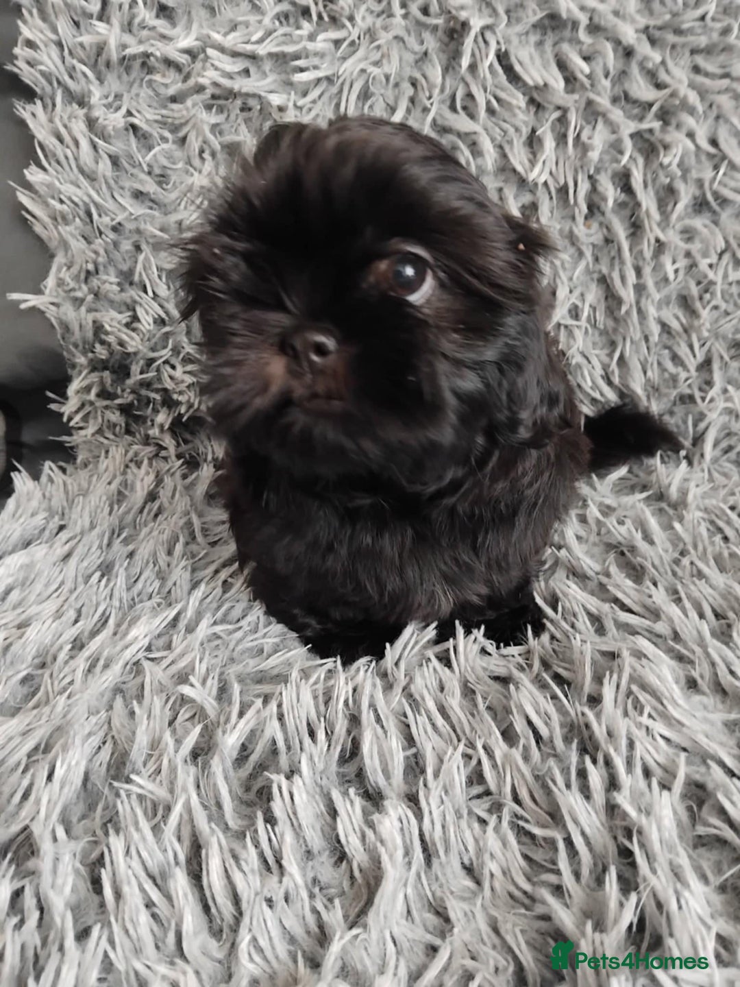 Shih Tzu dogs for sale: Beautiful shih tzu babies  - Advert 12