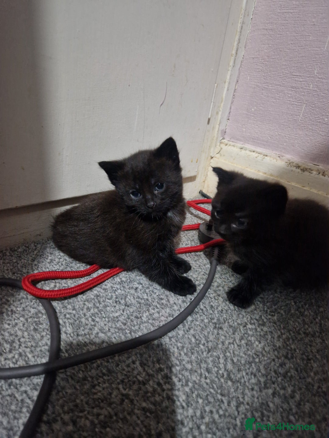 Mixed Breed cats for sale: Beautiful healthy kittens looking  - Advert 7