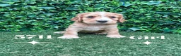 Cocker Spaniel dogs for sale: Beautiful Cocker spaniel  - Advert 4