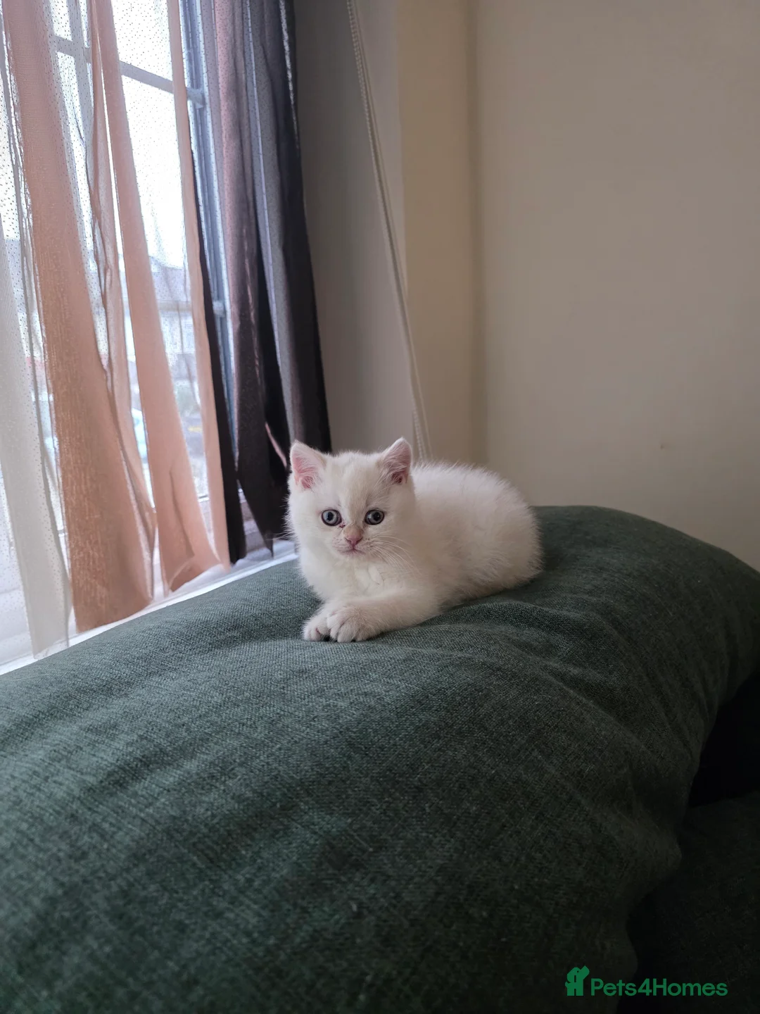 British Shorthair cats for sale: B.Shorthair Kittens Raised in a Loving Family Home - Advert 16