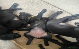 Labrador Retriever dogs for sale: 10 Beautiful black Labrador puppies - Image 39