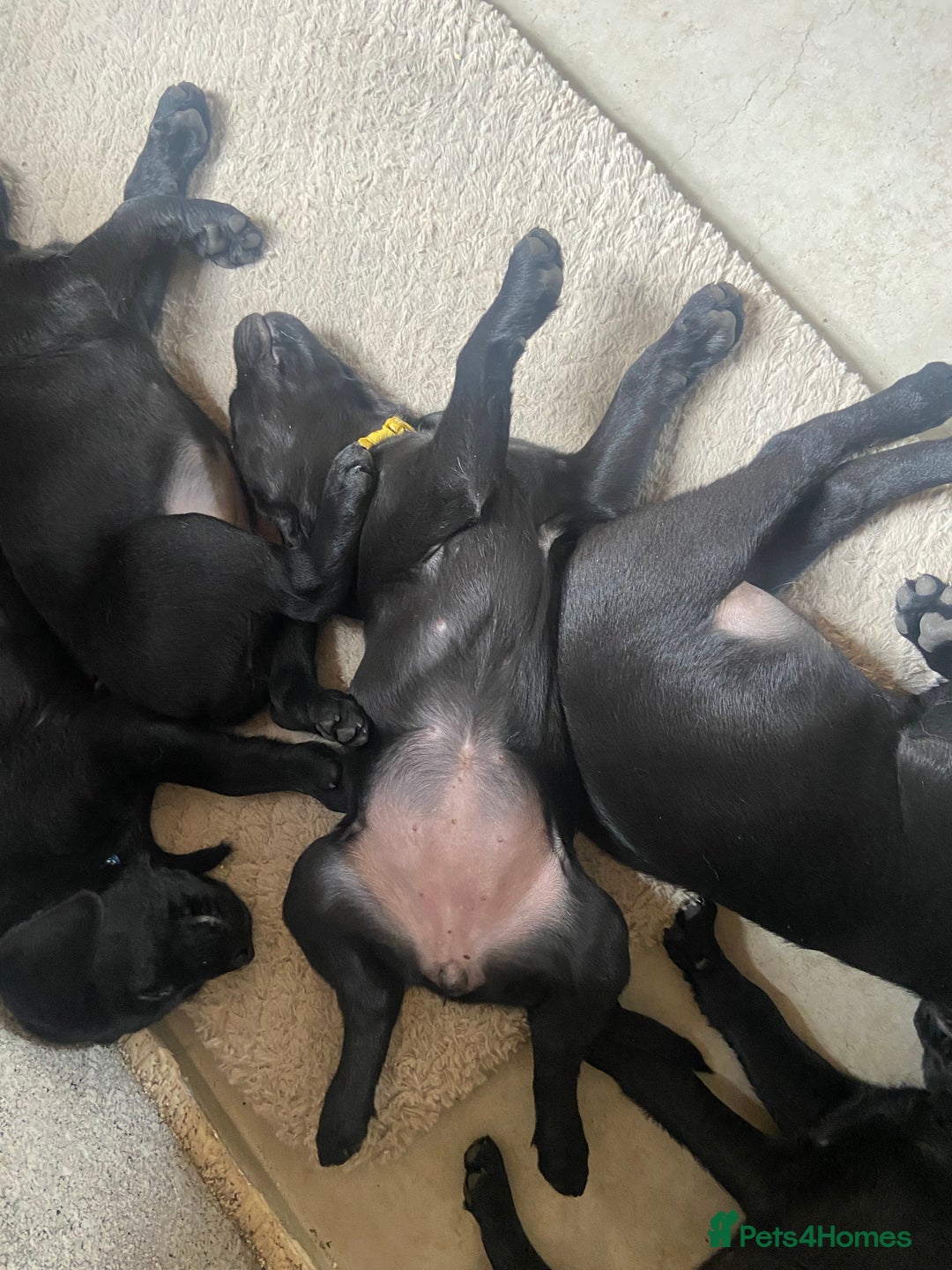 Labrador Retriever dogs for sale: 10 Beautiful black Labrador puppies - Image 39