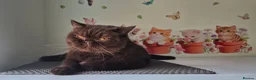 British Shorthair cats for sale: RESERVED *GCCF Registered Chocolate girl 'Hope' * - Advert 5