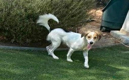 Mixed Breed dogs for adoption: Georgie needs a loving home  - Image 4
