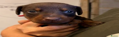 Dobermann 6