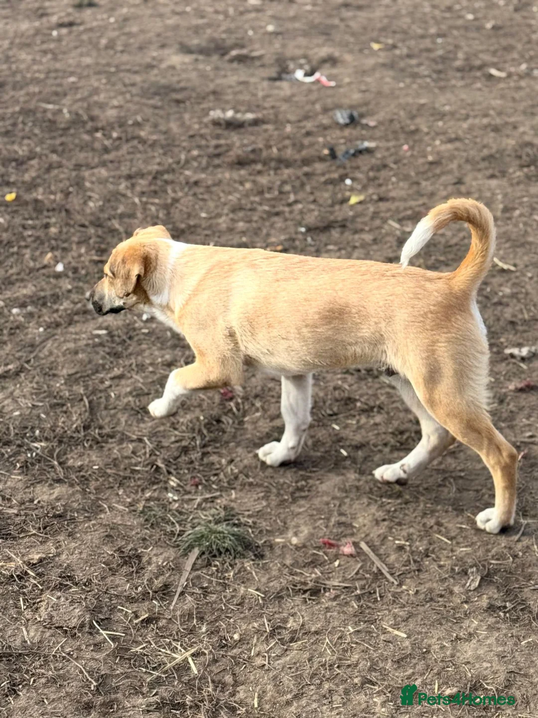 Mixed Breed dogs for adoption: JERRY – a Golden-Hearted Boy with a Playful Spirit - Advert 12