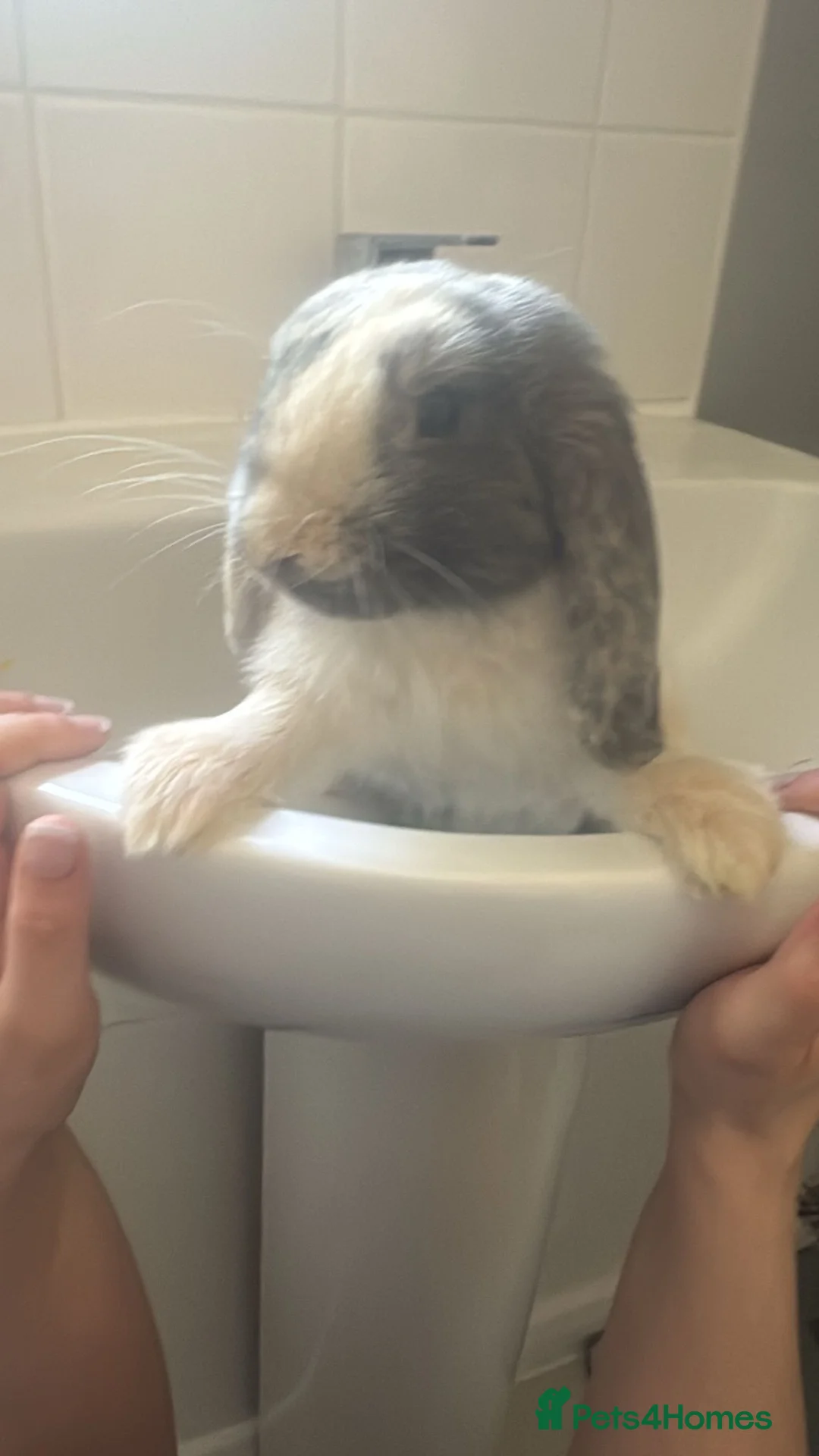 Mini Lop rabbits for sale: Mini lop in Stevenage - Advert 3