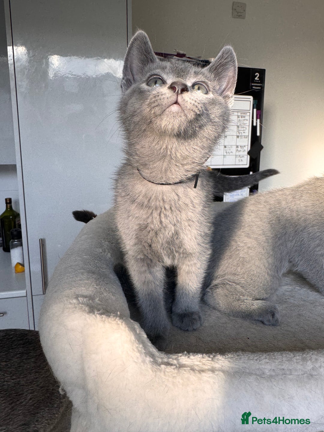 Russian Blue cats for sale: 🐾 Premium Home-Raised Russian Blue Kittens -Ready - Advert 12