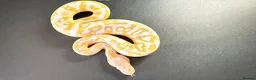 Python Snake reptiles for sale: 1.0 Leo Candy 66% het Pied - Advert 13