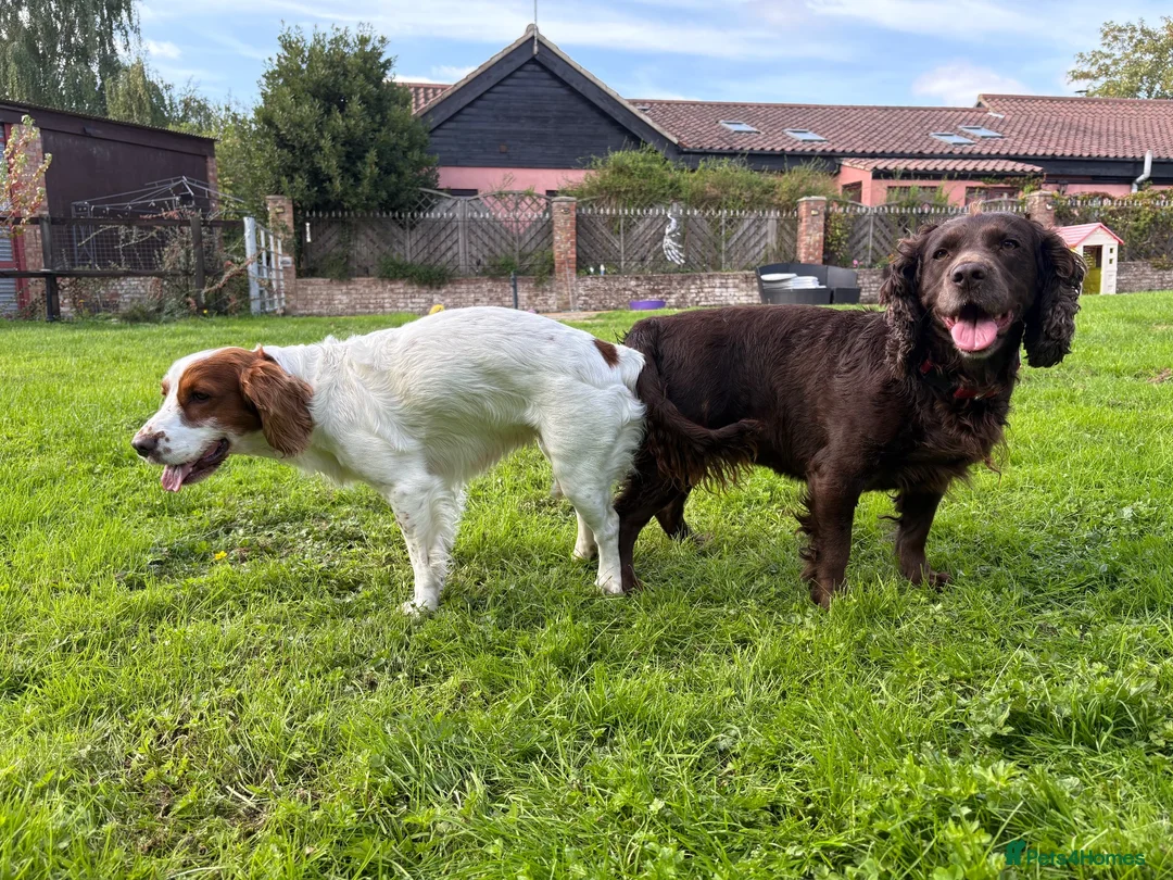Cocker Spaniel dogs for stud: Rodney-Cocker Spaniel Stud!! Health Tested!   - Advert 2
