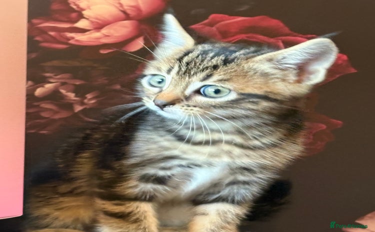 Mixed Breed cats Kittens - Advert 2