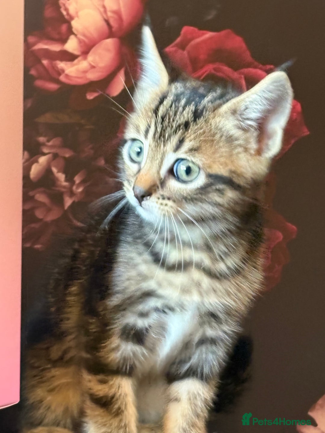 Mixed Breed cats for sale: Kittens - Advert 2