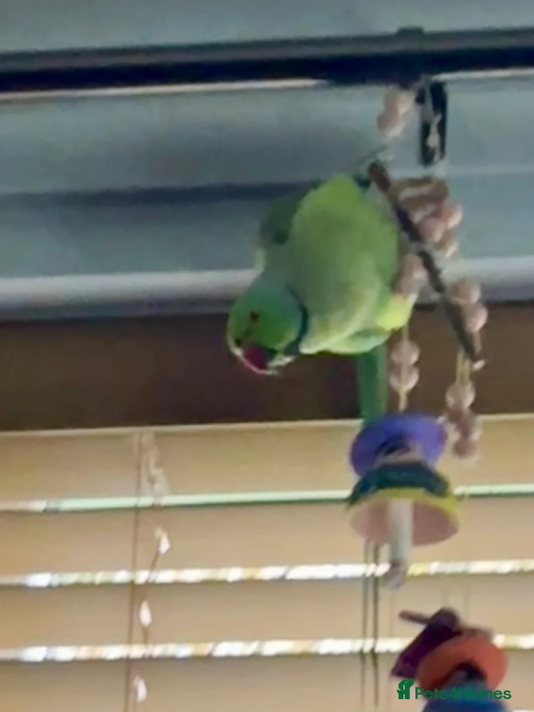 Parakeets birds for sale: Beautiful Male Green Indian Ringneck, cage/toys - Advert 5