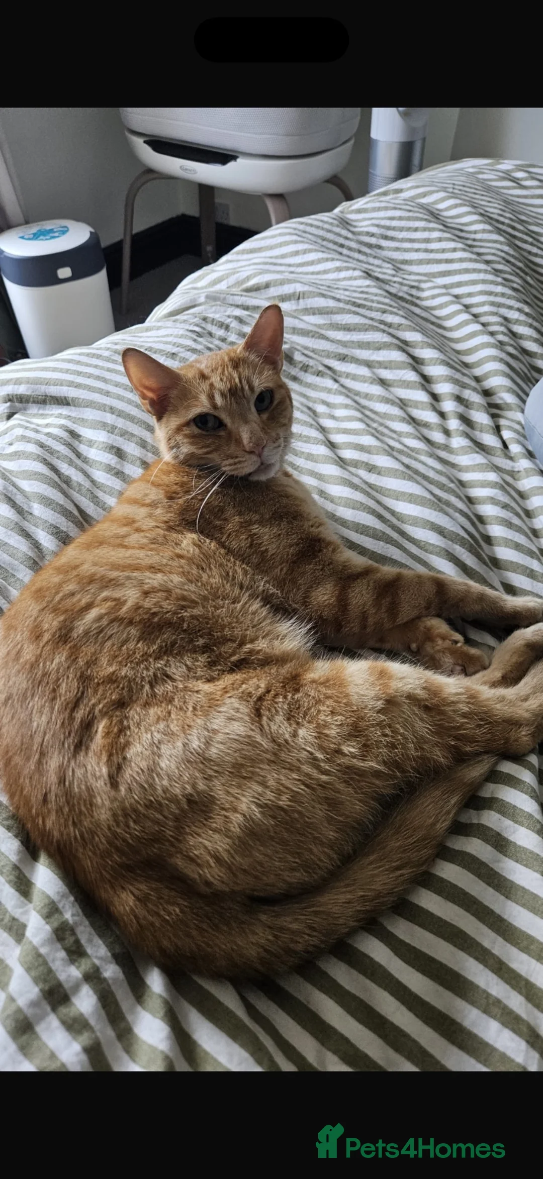 Mixed Breed cats for sale: Lovely Ginger Male cat - Advert 2