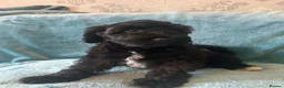 Australian Labradoodle dogs for sale: Australian Labradoodle Small Size  - Advert 12