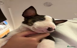 English Bull Terrier dogs for sale: Ready to leave now 7 English Bullterrier puppys - Image 35
