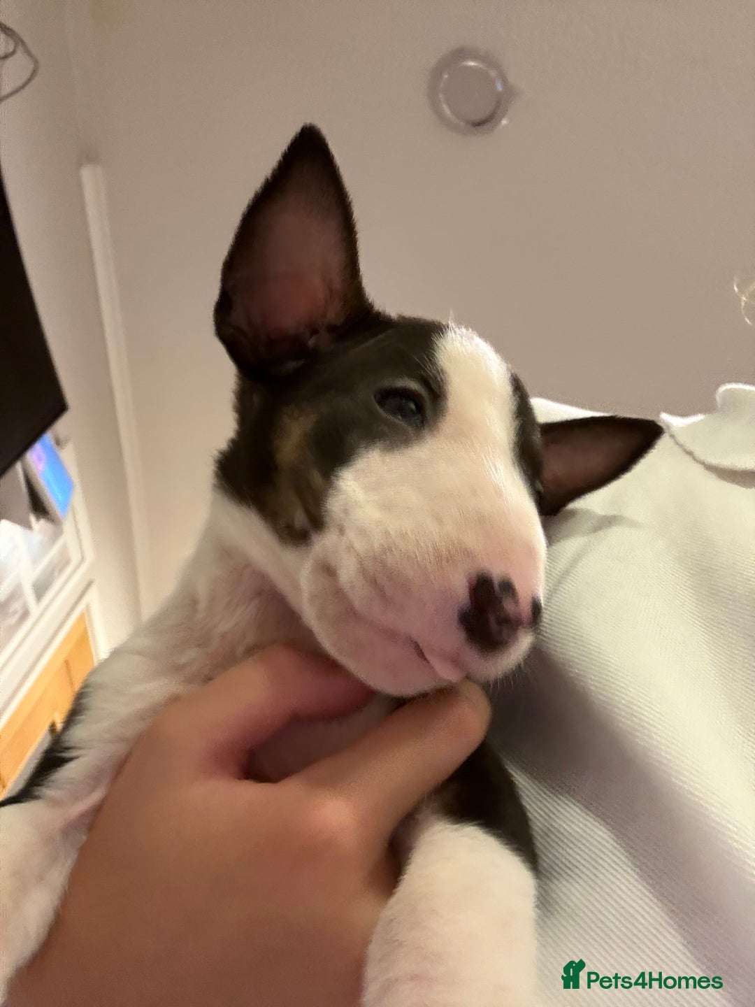 English Bull Terrier dogs for sale: Ready to leave now 7 English Bullterrier puppys - Image 35