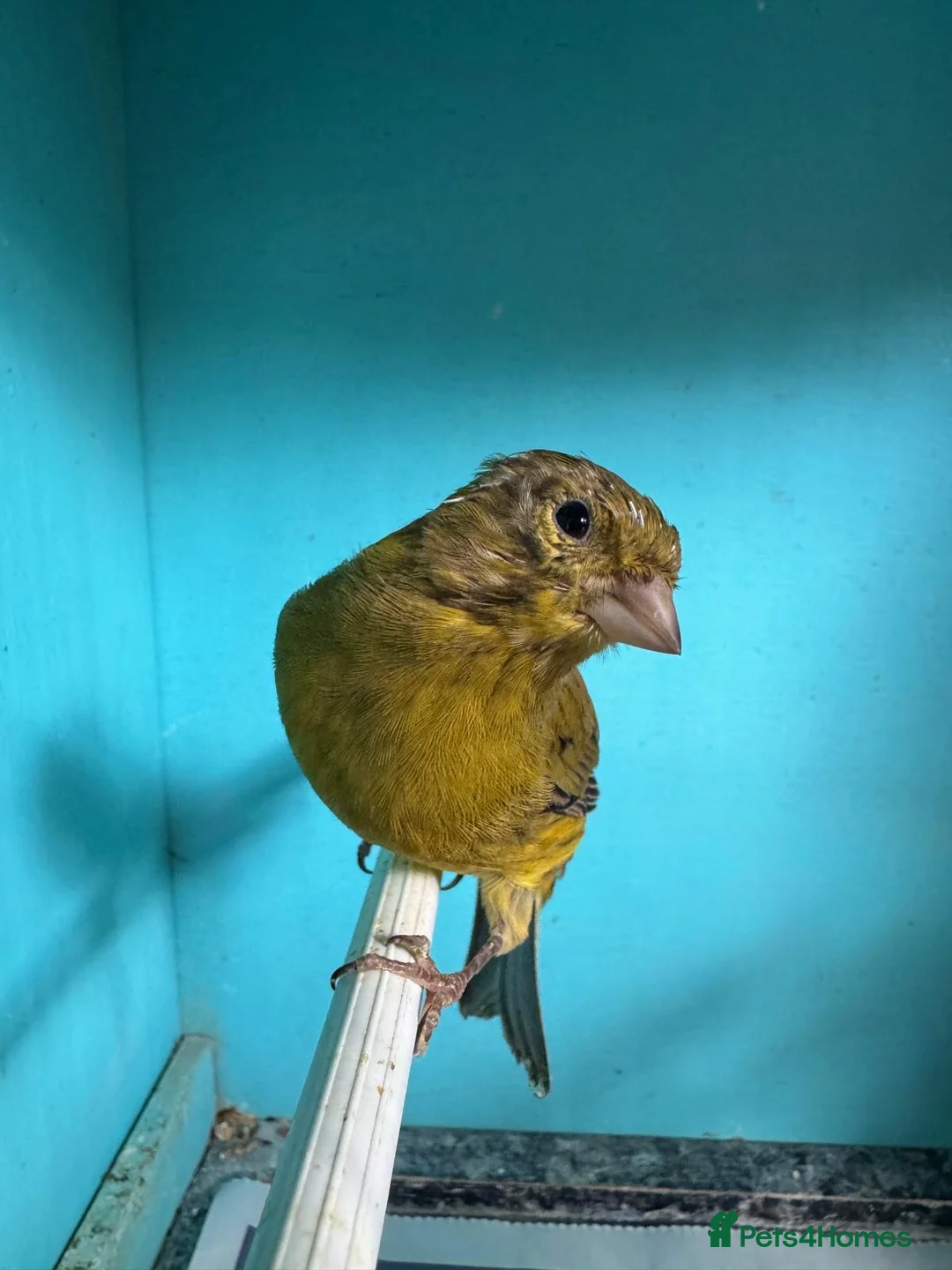 Canaries birds for sale: Young canaries  - Advert 5