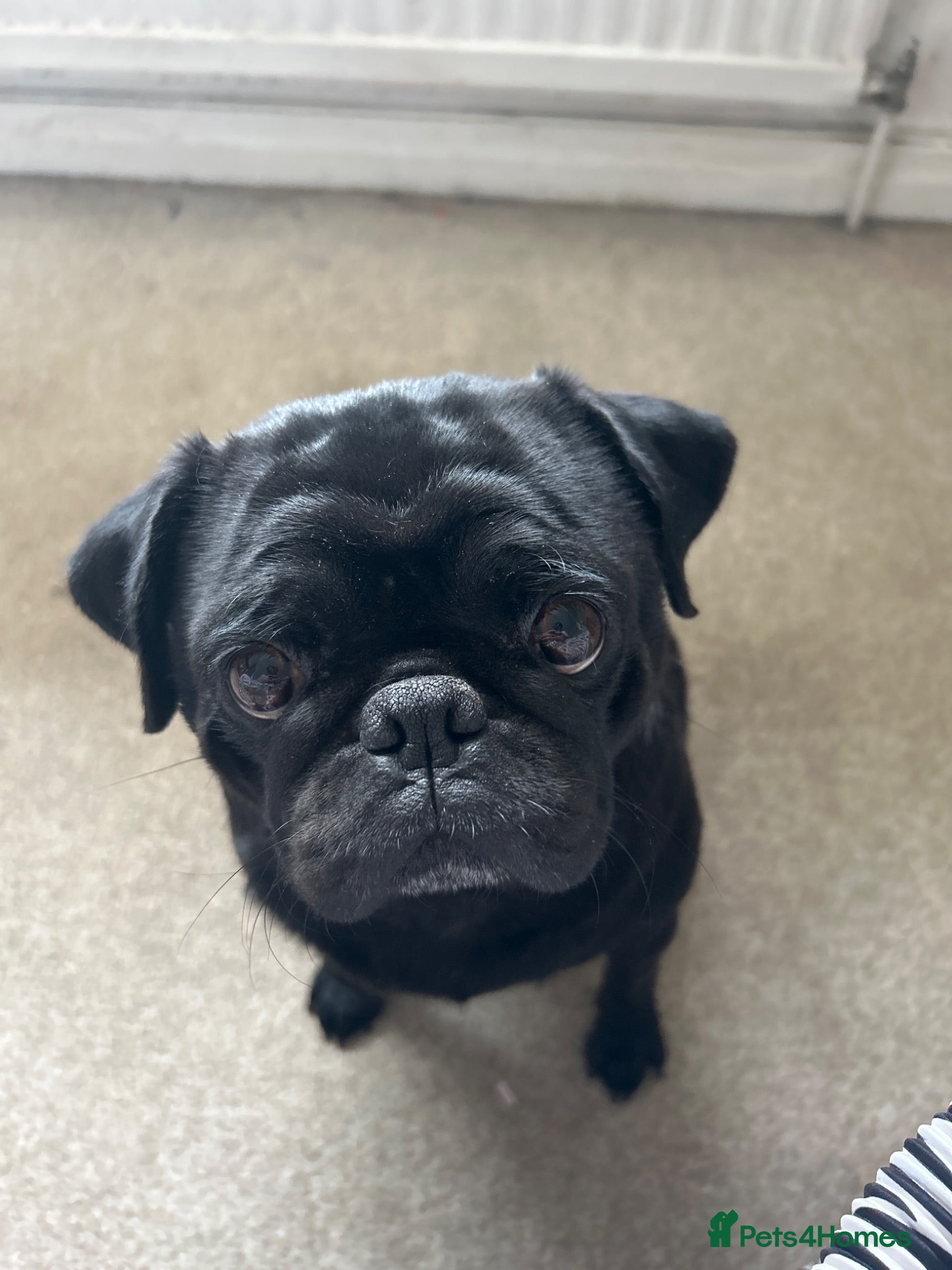 Pug dogs 3 Year Old Pug Female - Advert 12
