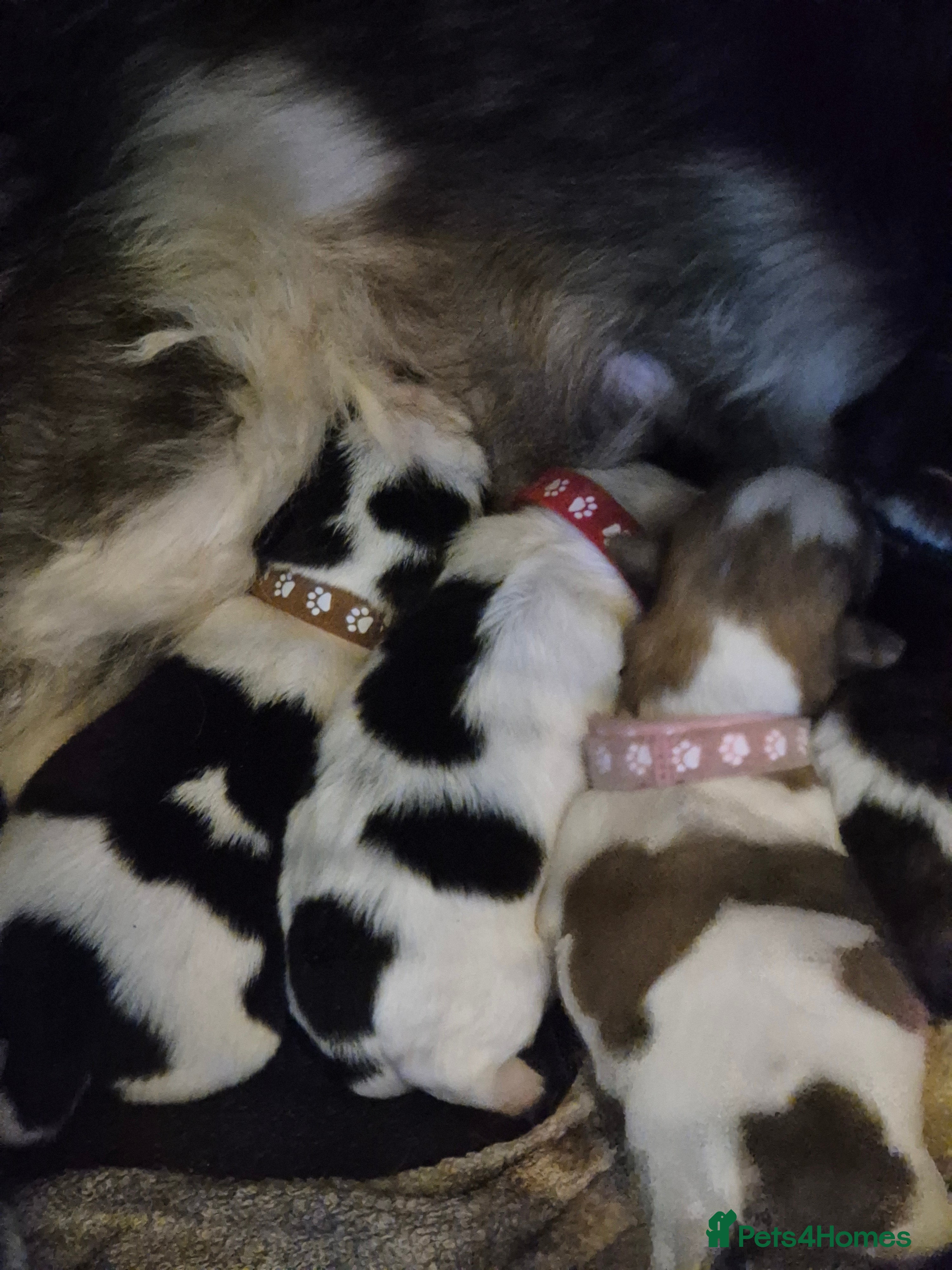 Malshi dogs I have 1 boy left  - Advert 8