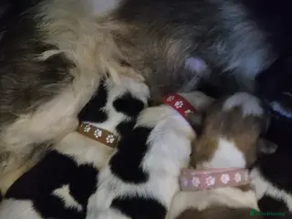 Malshi dogs I have 1 boy left - Advert 11