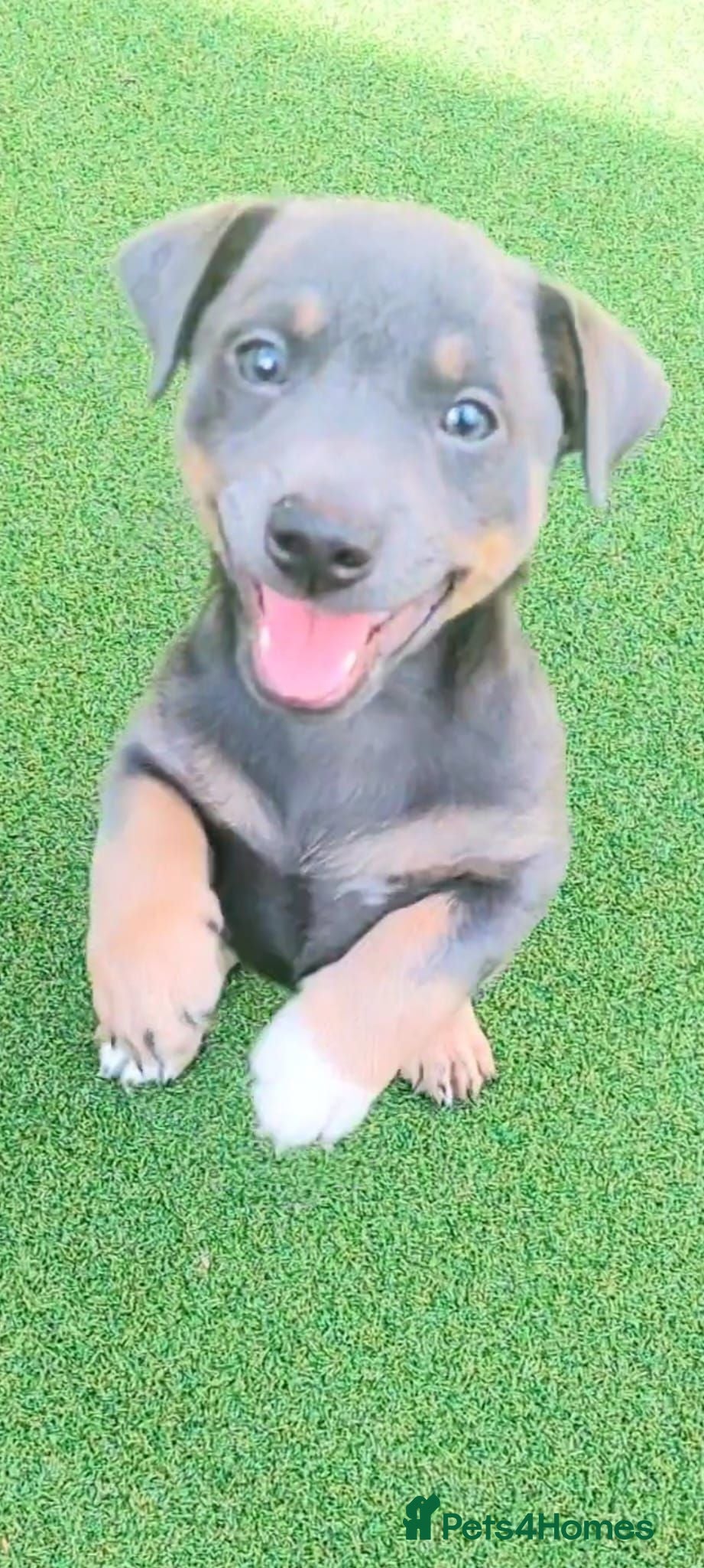 Jack Russell dogs Lilac/ Blue and Tan  Jack Russell puppies - Advert 4
