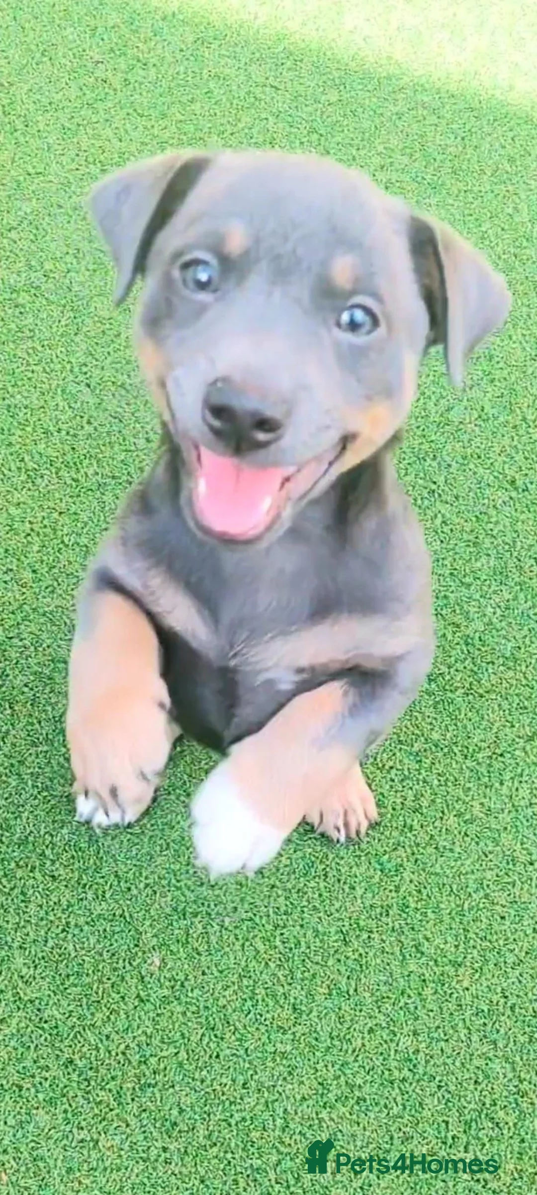 Jack Russell dogs for sale: Lilac/ Blue and Tan  Jack Russell puppies - Advert 2
