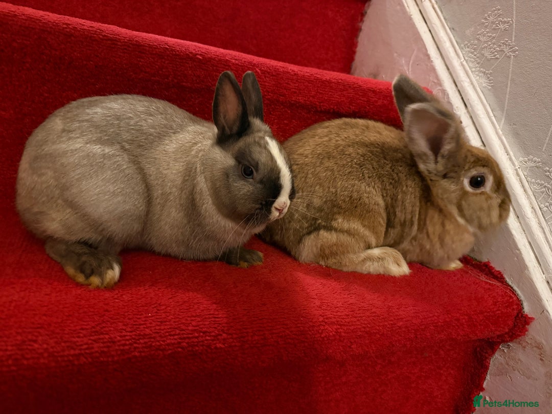 Lionhead rabbits for sale: Rabbits  - Advert 6