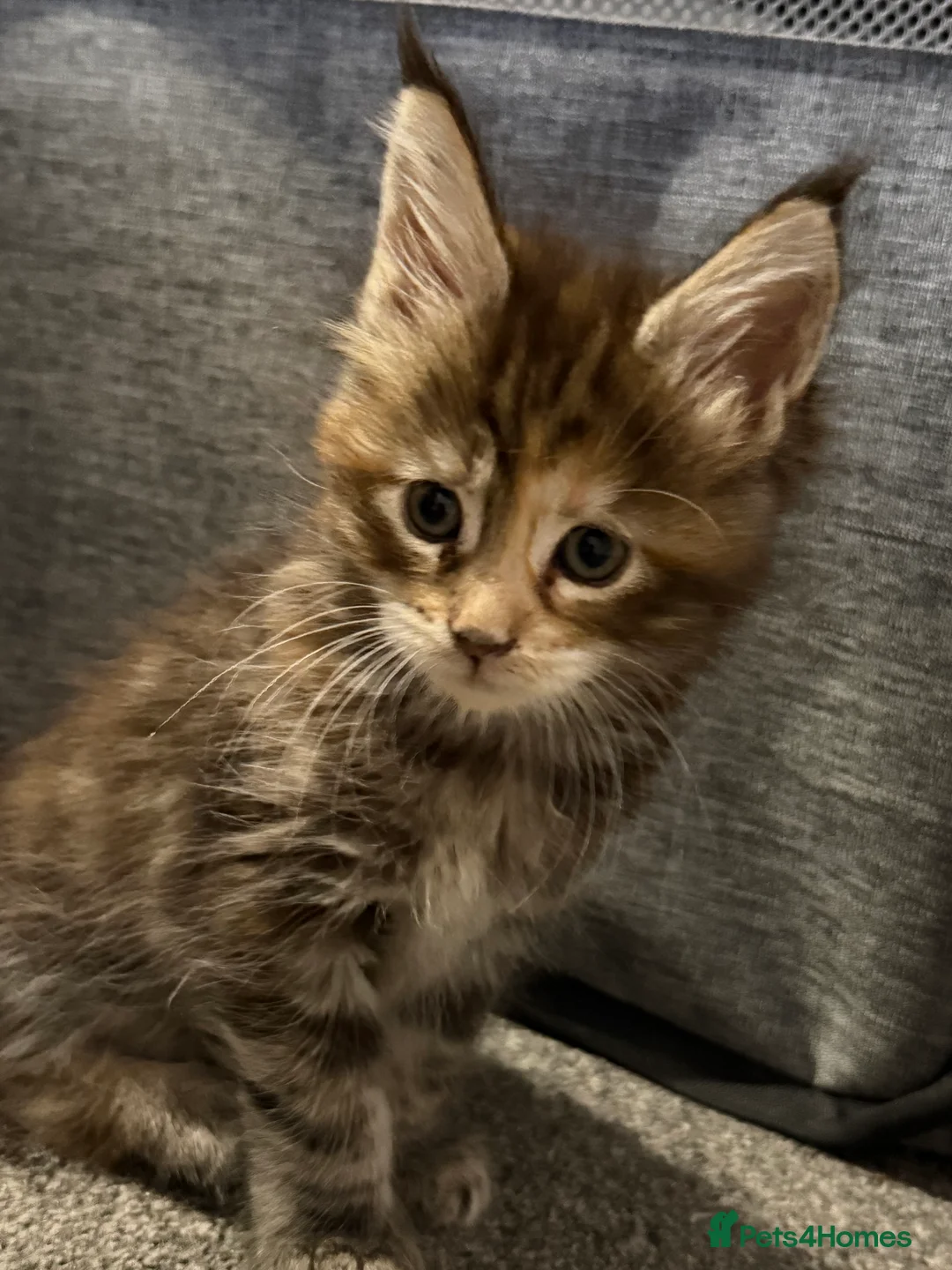 Maine Coon cats for sale: 7 beautiful Maine coon full breed kittens  - Advert 12