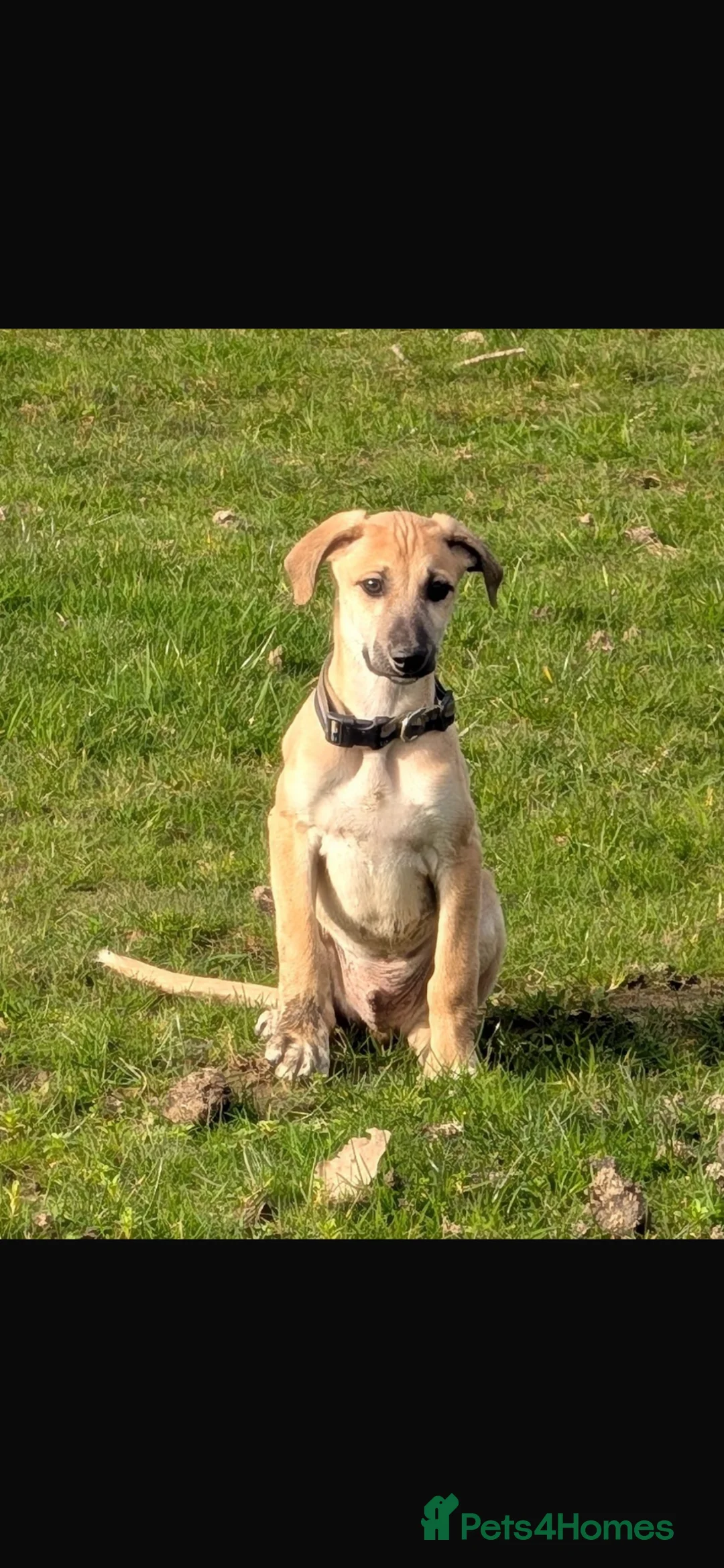 Lurcher dogs for sale: Saluki greyhound whippet  - Advert 2