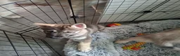 Mixed Breed dogs for sale: Puppies  - Advert 3