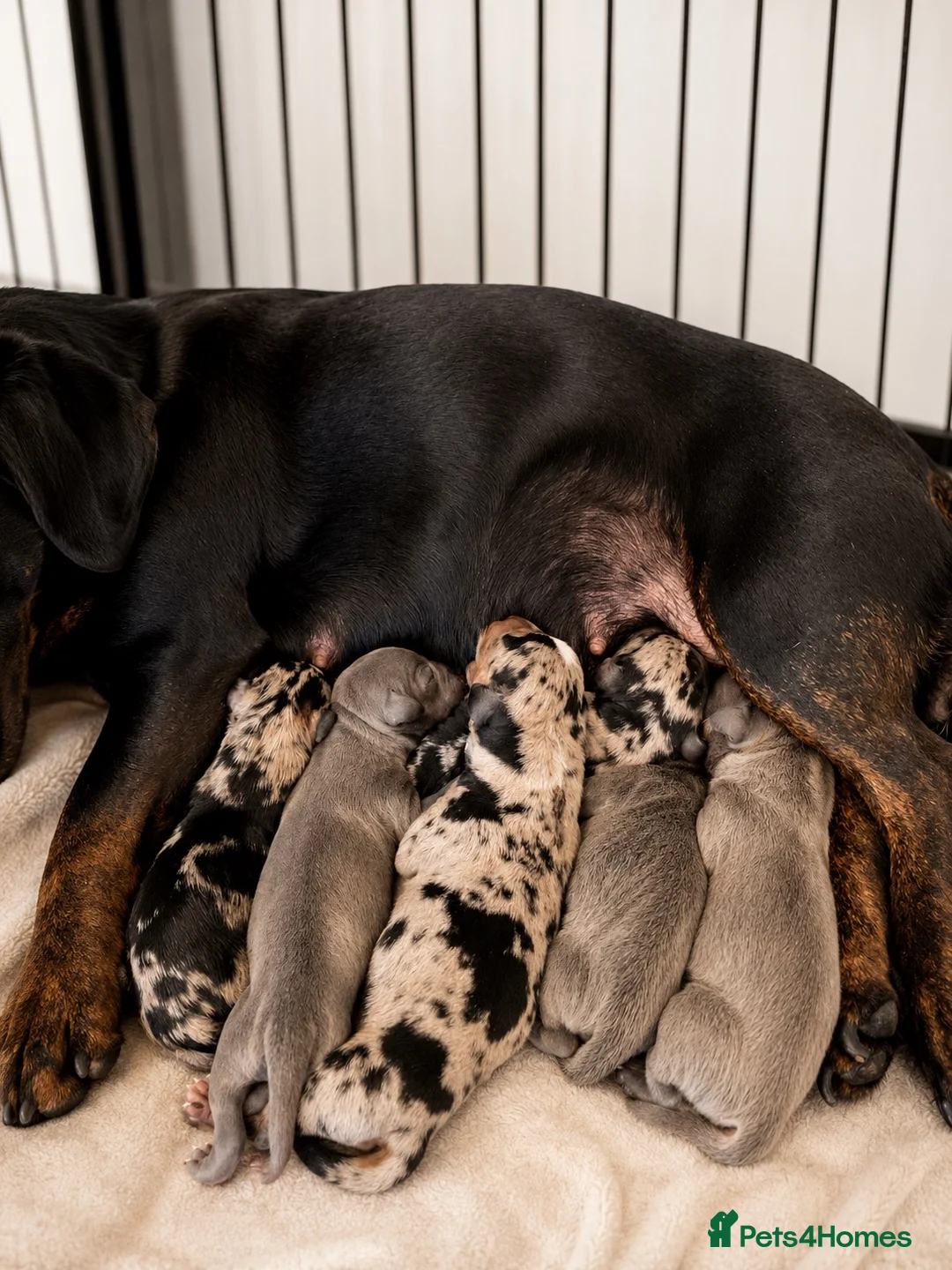 Dachshund dogs for sale: DACHSHUND PUPPIES  in Belvedere - Advert 2