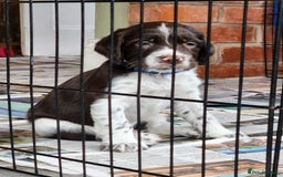 English Springer Spaniel dogs for sale: KC Registered ESS Pups *WELL MARKED* - Image 23
