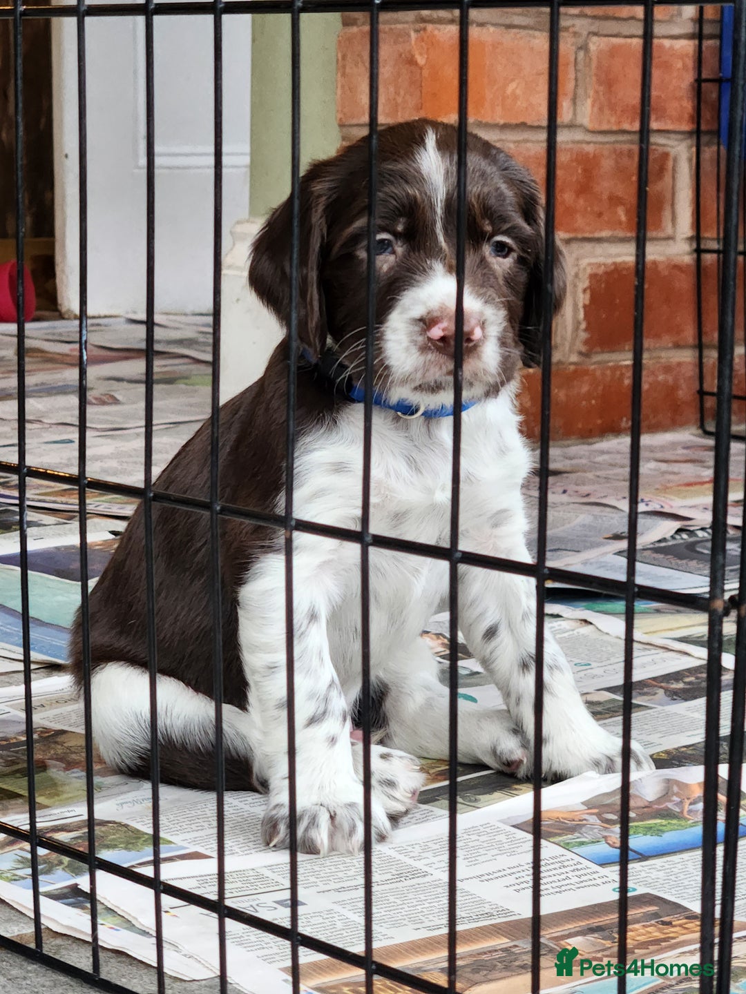 English Springer Spaniel dogs for sale: KC Registered ESS Pups *WELL MARKED* - Image 23