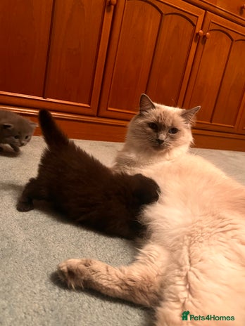 Mixed Breed cats Long haired ragdoll cross - Advert 3
