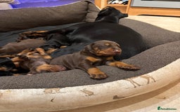Dobermann dogs for sale: Gorgeous Doberman girls  - Image 2