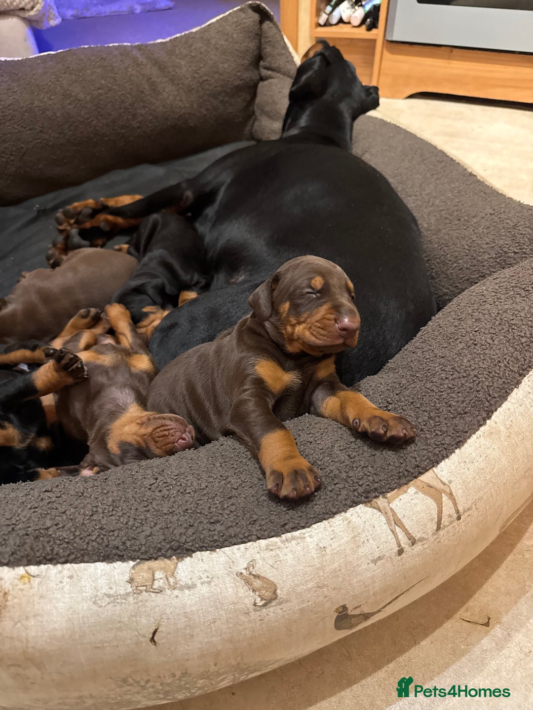 Dobermann dogs for sale: Gorgeous Doberman girls  - Image 2