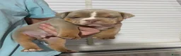 Olde English Bulldogge dogs for sale: Olde English bulldogw in London - Advert 9