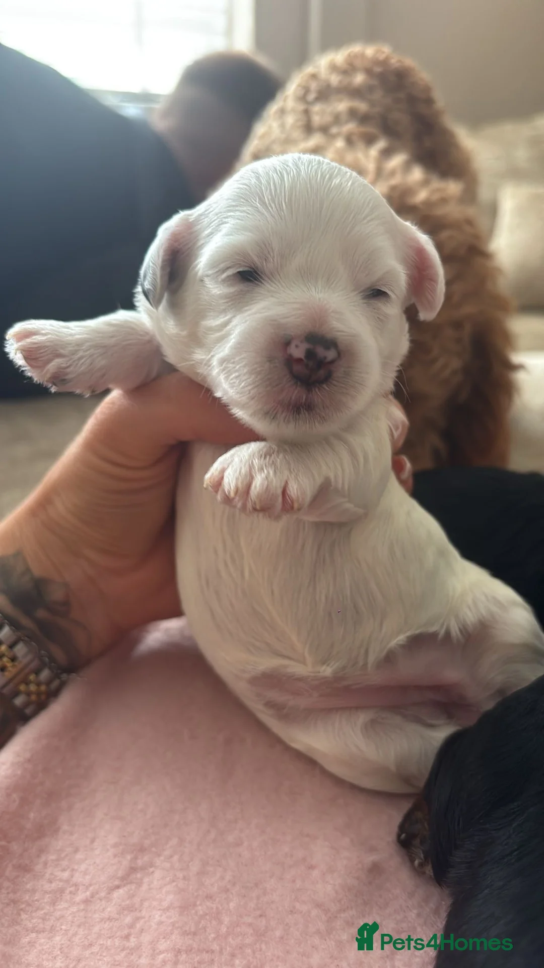 Maltipoo dogs for sale: Maltipoo puppies  - Advert 1