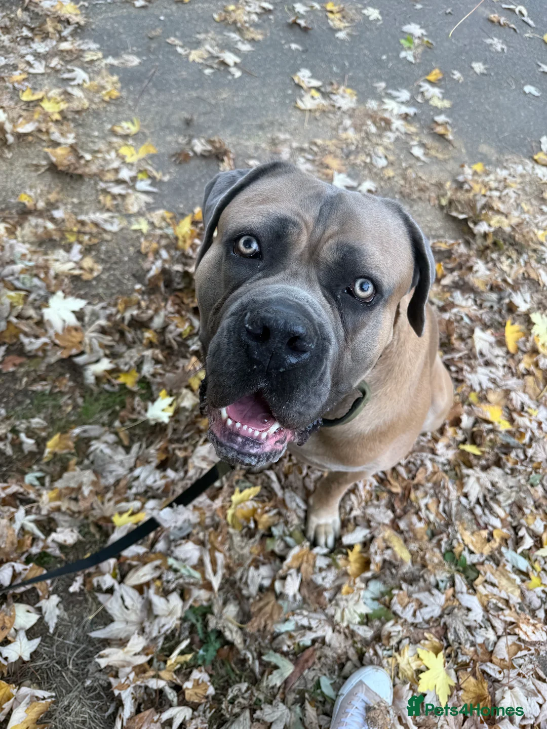Cane Corso dogs for sale: 3 year old male cane corso - Advert 1