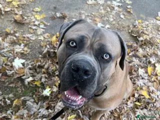 Cane Corso dogs 3 year old male cane corso - Advert 1