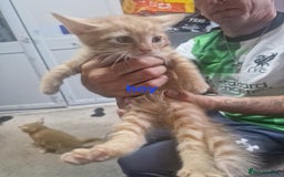 Mixed Breed cats for sale: Beautiful litter - Image 3