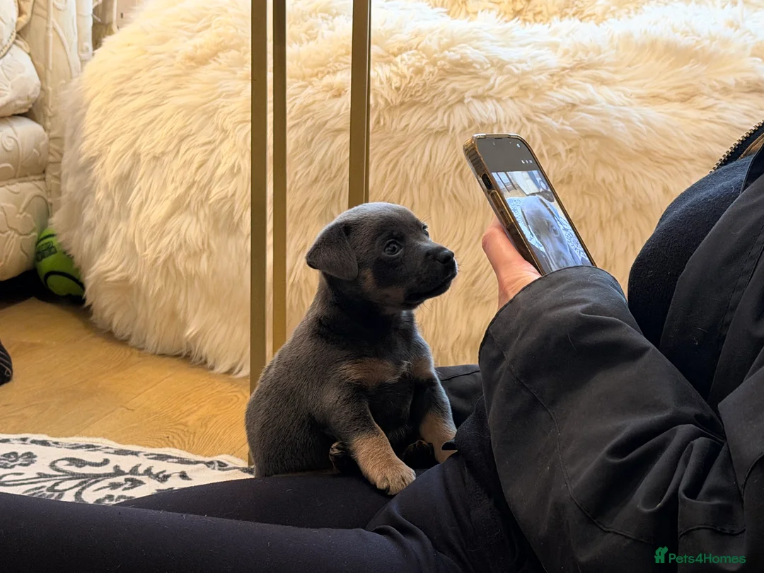 Jack Russell dogs for sale: Stunning blue and blue tri JRT pups - Advert 26