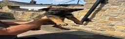 German Shepherd dogs for sale: German Shepherd puppies for sale - Advert 12