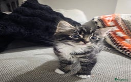 Domestic Shorthair cats for sale: Three beautiful boys ready to leave  - Image 12