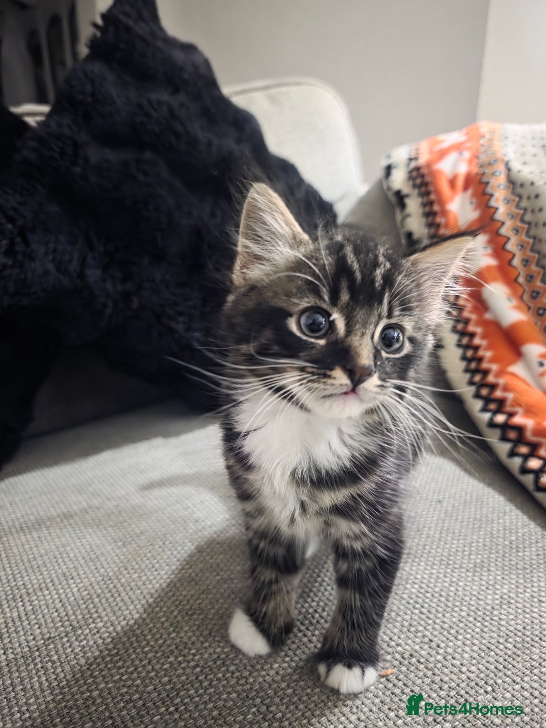 Domestic Shorthair cats for sale: Three beautiful boys ready to leave  - Image 12