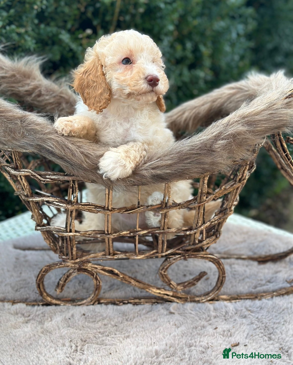 Miniature Poodle dogs Stunning miniature poodle  - Advert 3