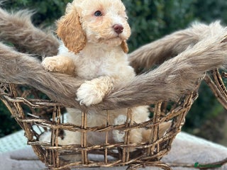 Miniature Poodle dogs Stunning miniature poodle - Advert 3