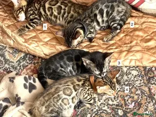 Bengal cats Stunning Full Pedigree Rosetted Bengal Kittens - Advert 1