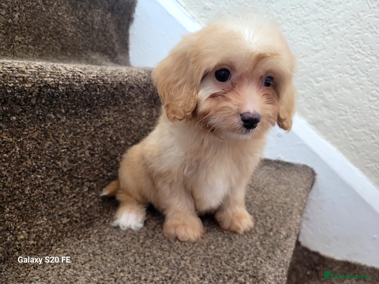 Cavapoo dogs 1 cavapoo ready now 💙💕 - Advert 1